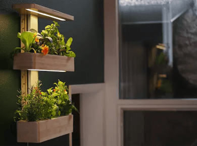 How to grow vegetables indoors without sunlight for beginners