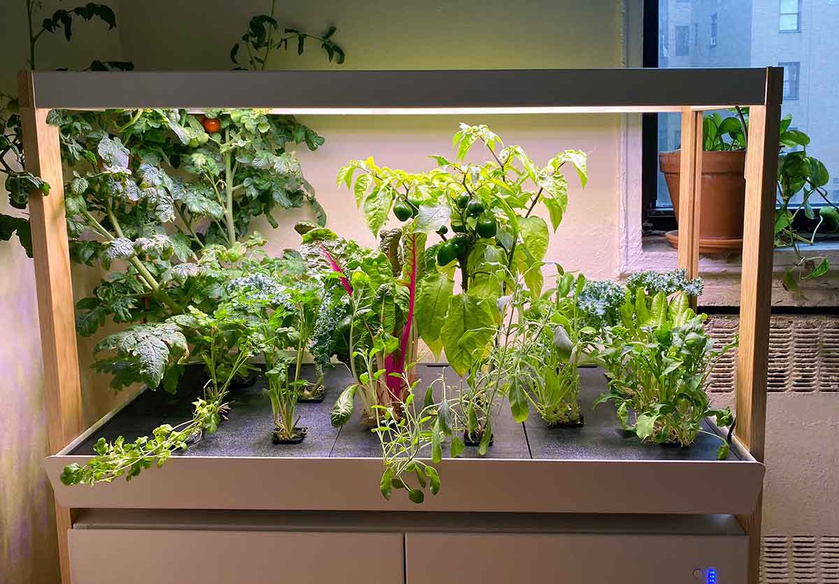 Indoor Vegetable Gardening System