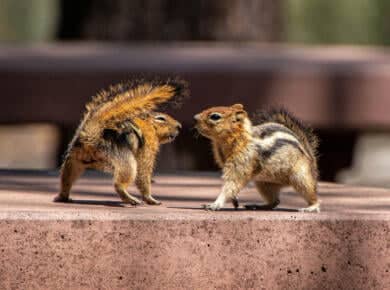 What Is a Group of Squirrels Called?