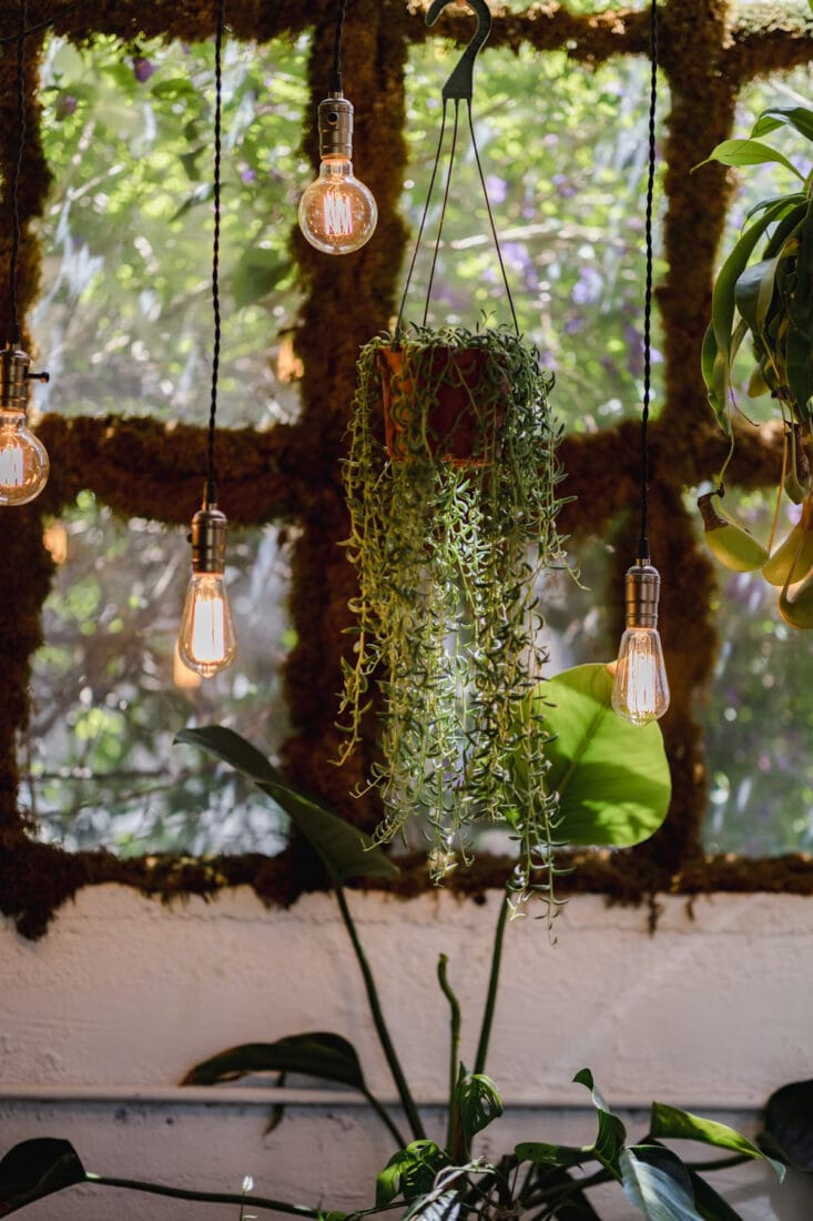 How to Hang Plants From Ceiling without Drilling